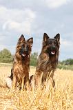 BERGER ALLEMAND 323